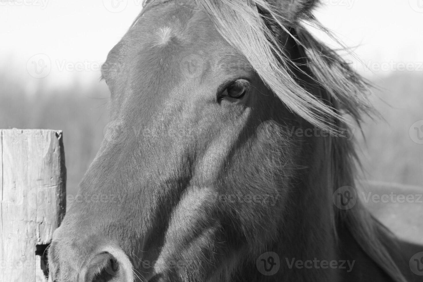 Gorgeous horse at a farm close view. Black and white monochrome grayscale photo