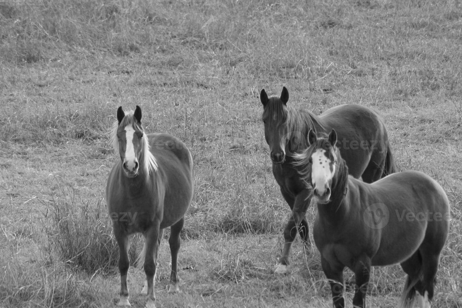 Gorgeous horse at a farm close view. Black and white monochrome grayscale photo