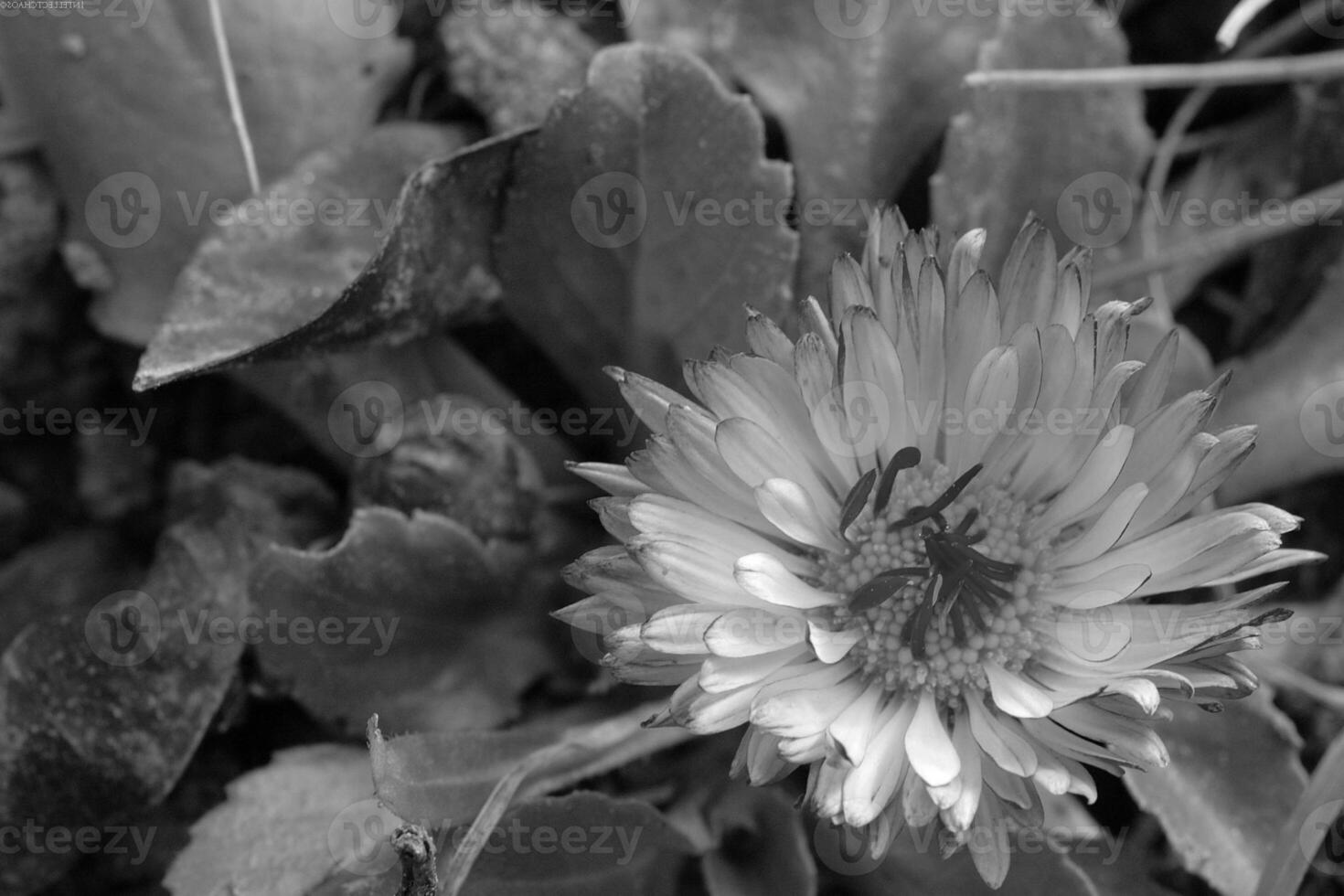 Flower close view background. Spring or summer flowers. Black and white monochrome grayscale photo