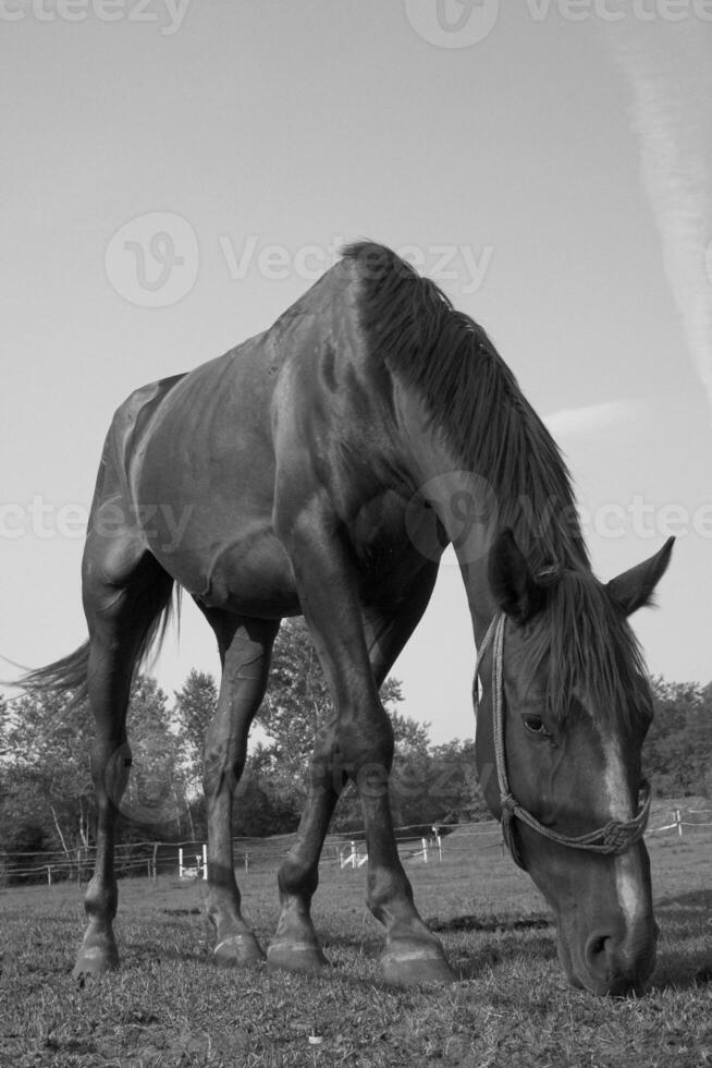Gorgeous horse at a farm close view. Black and white monochrome grayscale photo