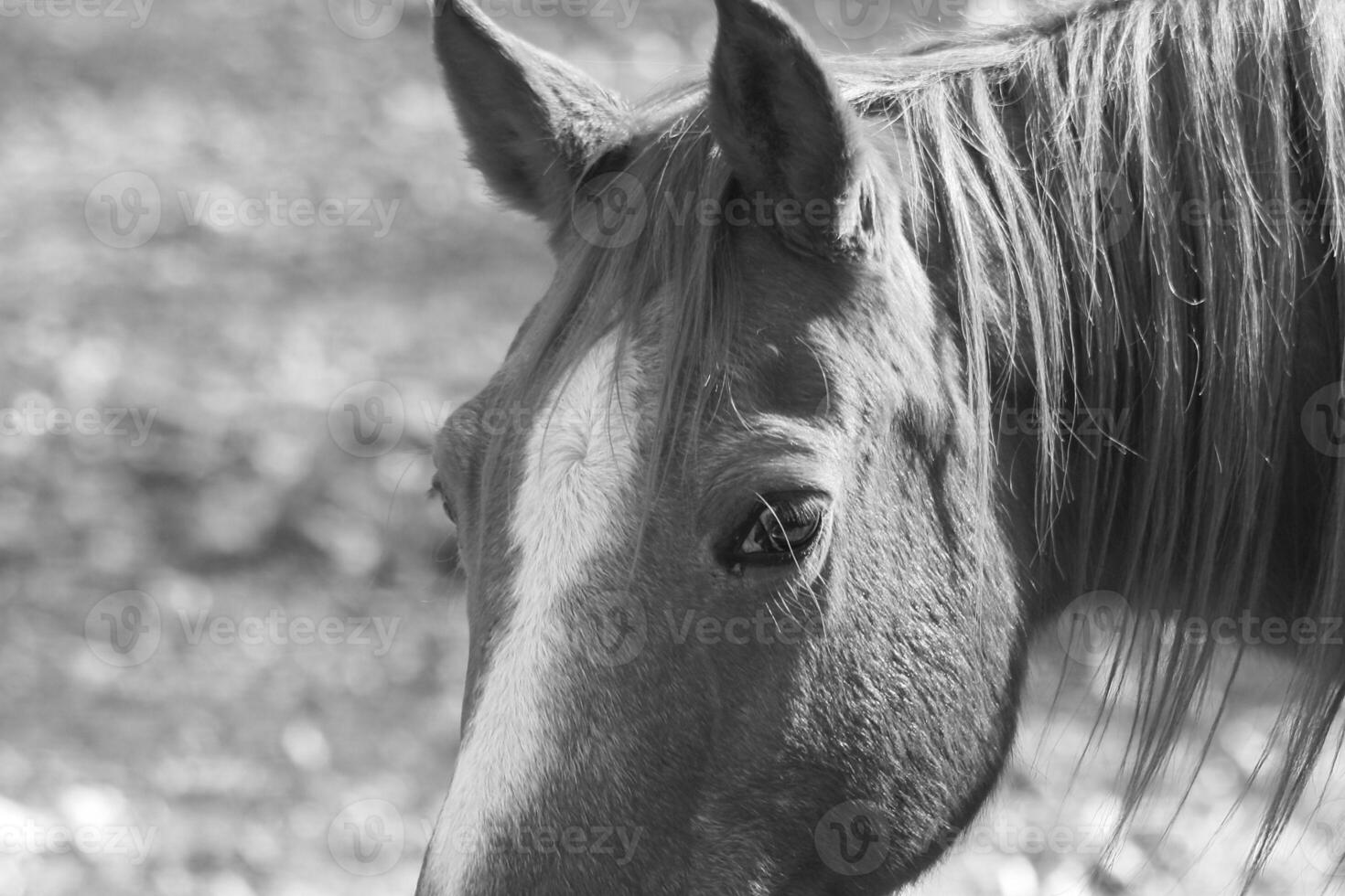 Gorgeous horse at a farm close view. Black and white monochrome grayscale photo