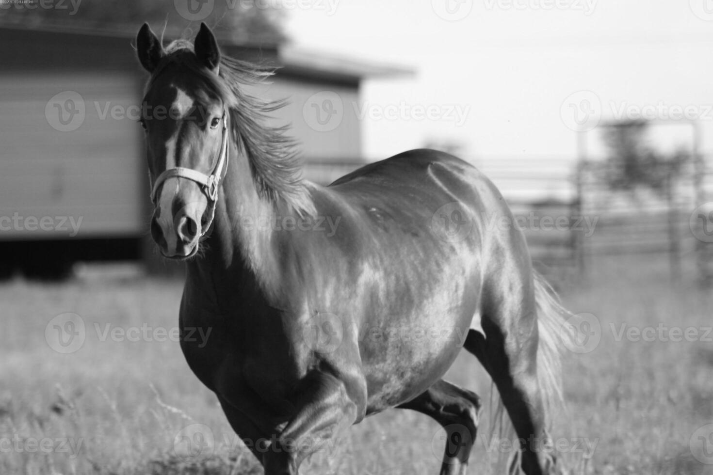 Gorgeous horse at a farm close view. Black and white monochrome grayscale photo