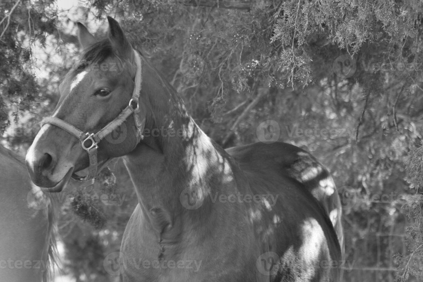 Gorgeous horse at a farm close view. Black and white monochrome grayscale photo