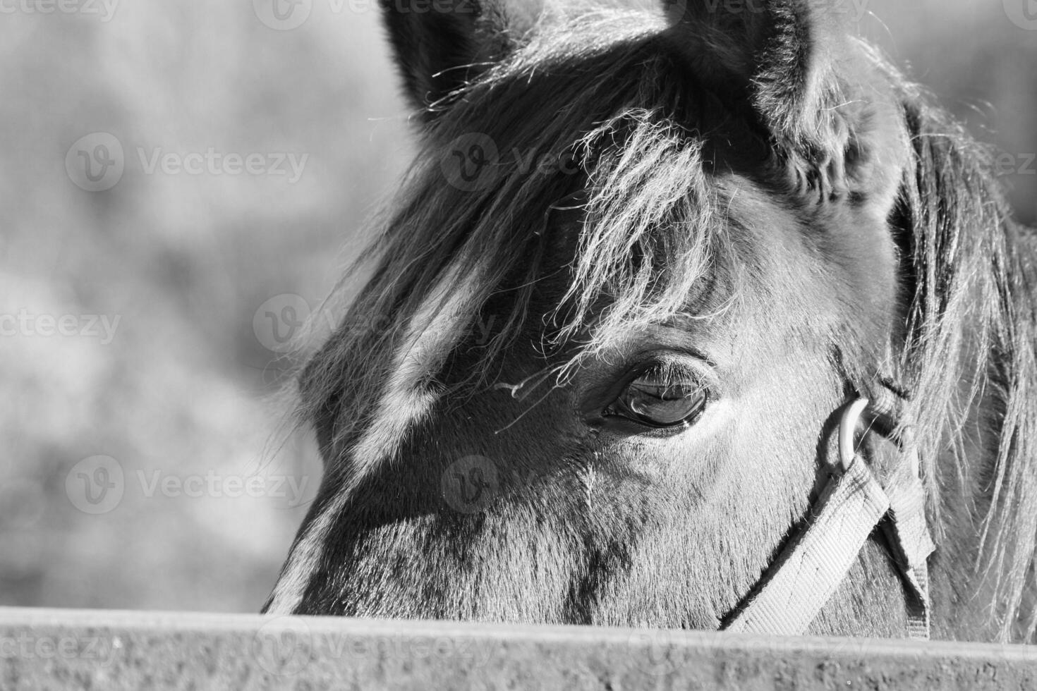 Gorgeous horse at a farm close view. Black and white monochrome grayscale photo