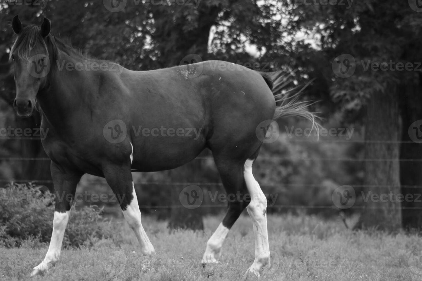 Gorgeous horse at a farm close view. Black and white monochrome grayscale photo