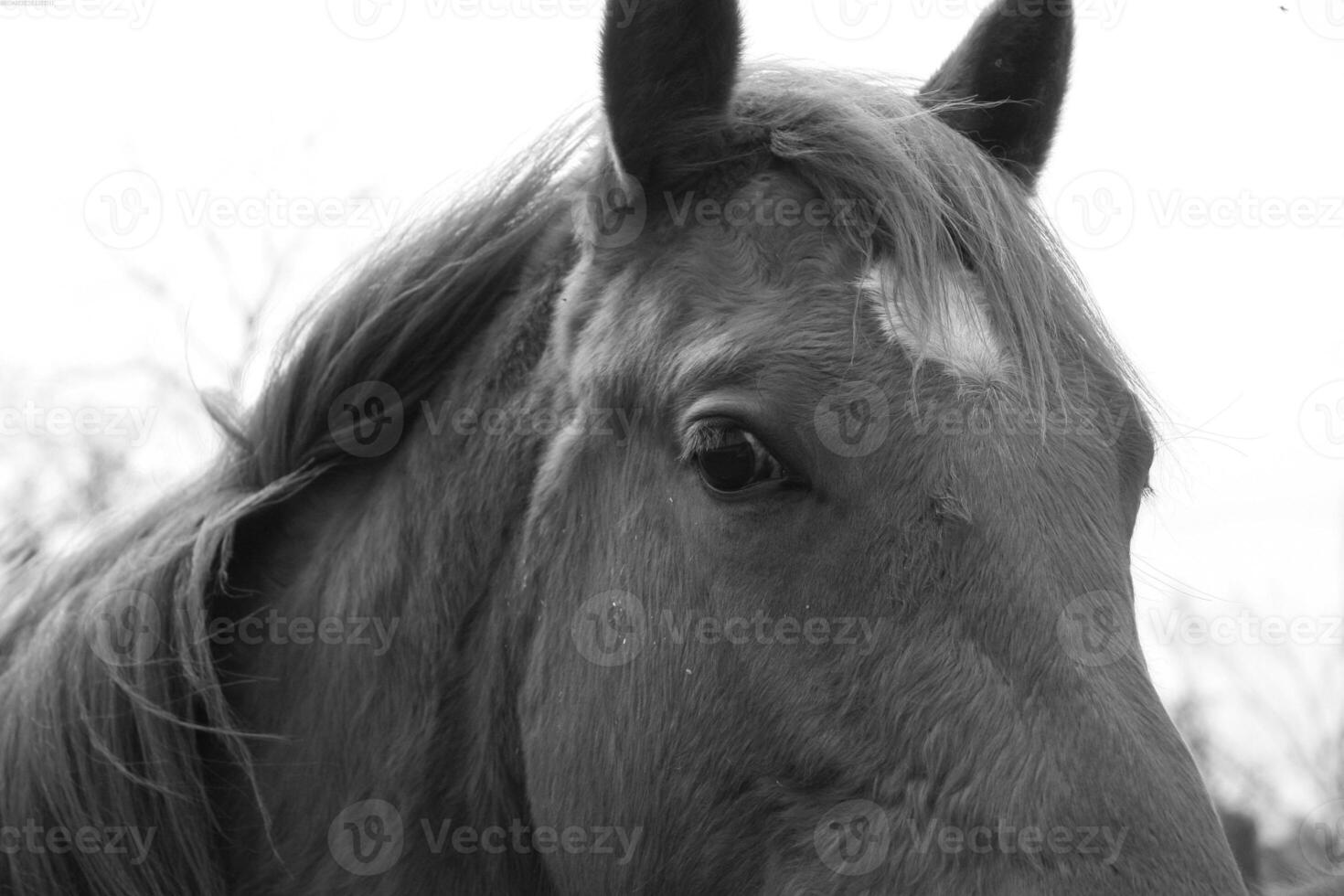 Gorgeous horse at a farm close view. Black and white monochrome grayscale photo