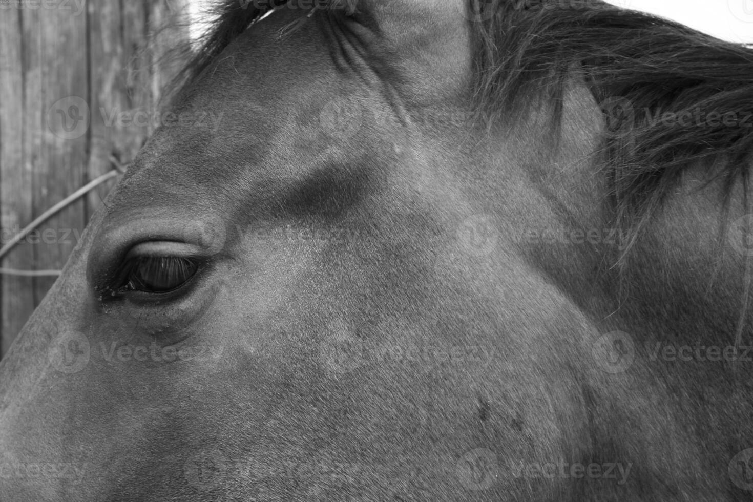 Gorgeous horse at a farm close view. Black and white monochrome grayscale photo