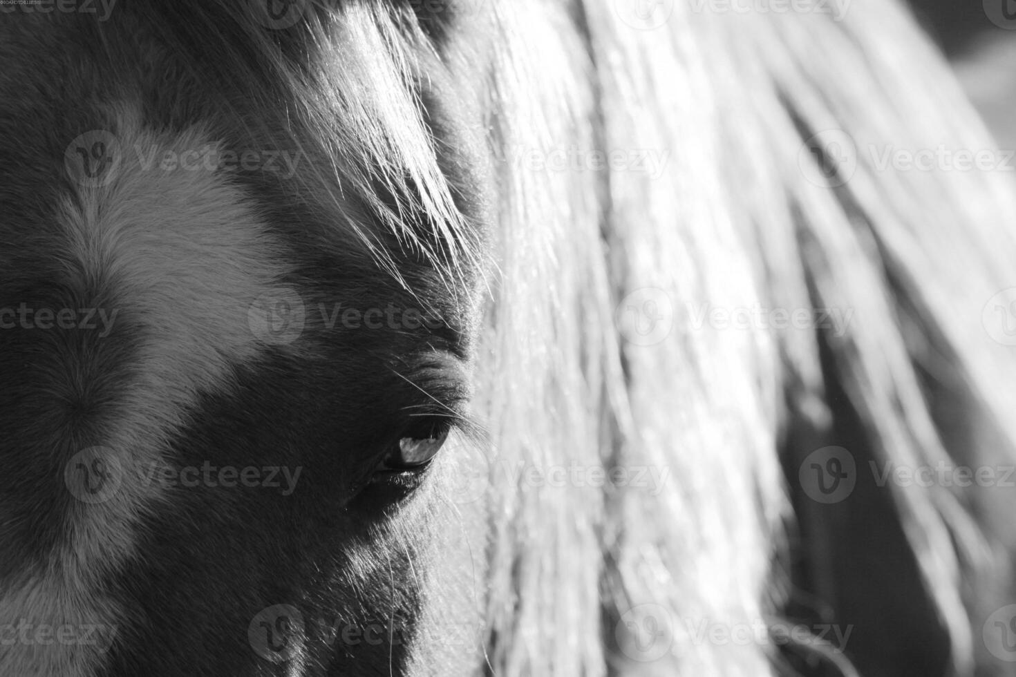 Gorgeous horse at a farm close view. Black and white monochrome grayscale photo