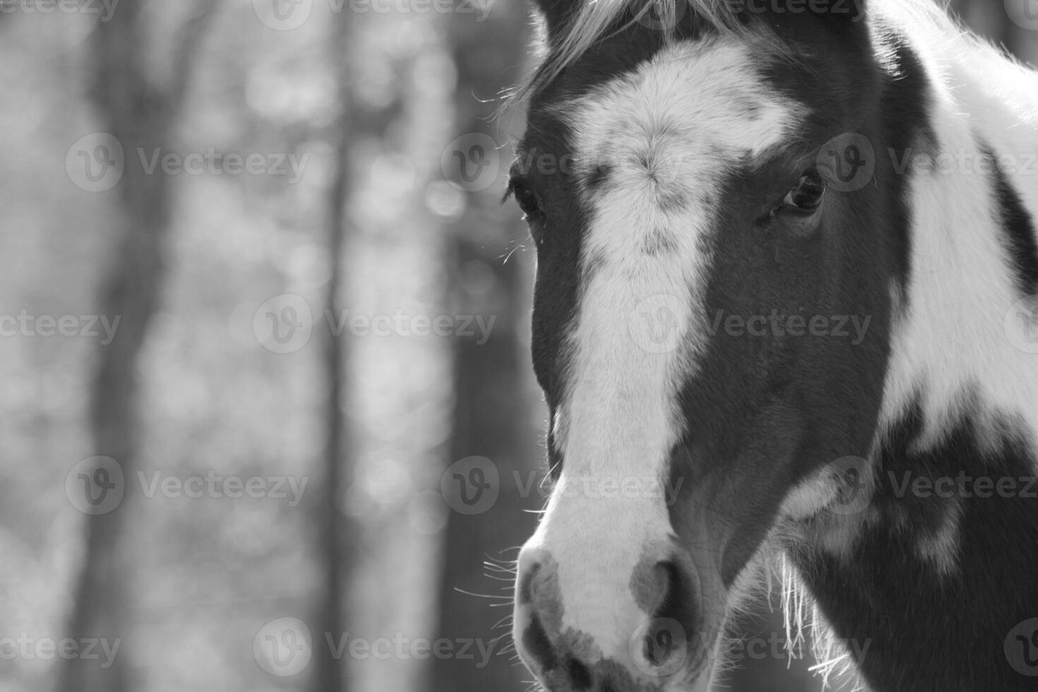 Gorgeous horse at a farm close view. Black and white monochrome grayscale photo
