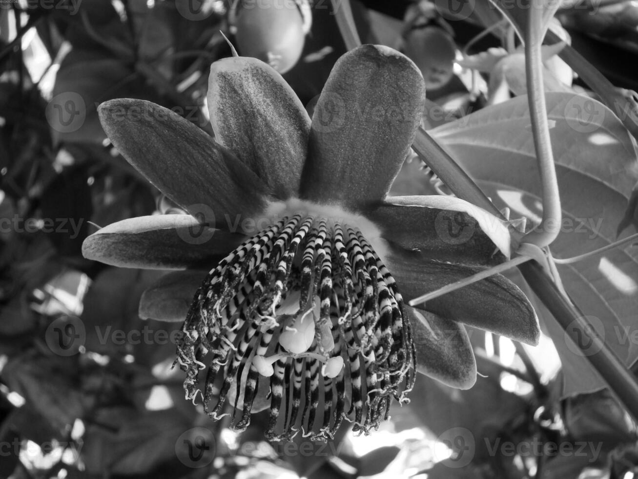 Flower close view background. Spring or summer flowers. Black and white monochrome grayscale photo
