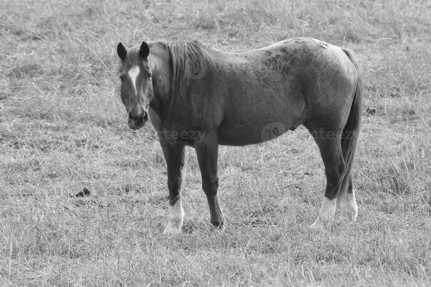 Gorgeous horse at a farm close view. Black and white monochrome grayscale photo