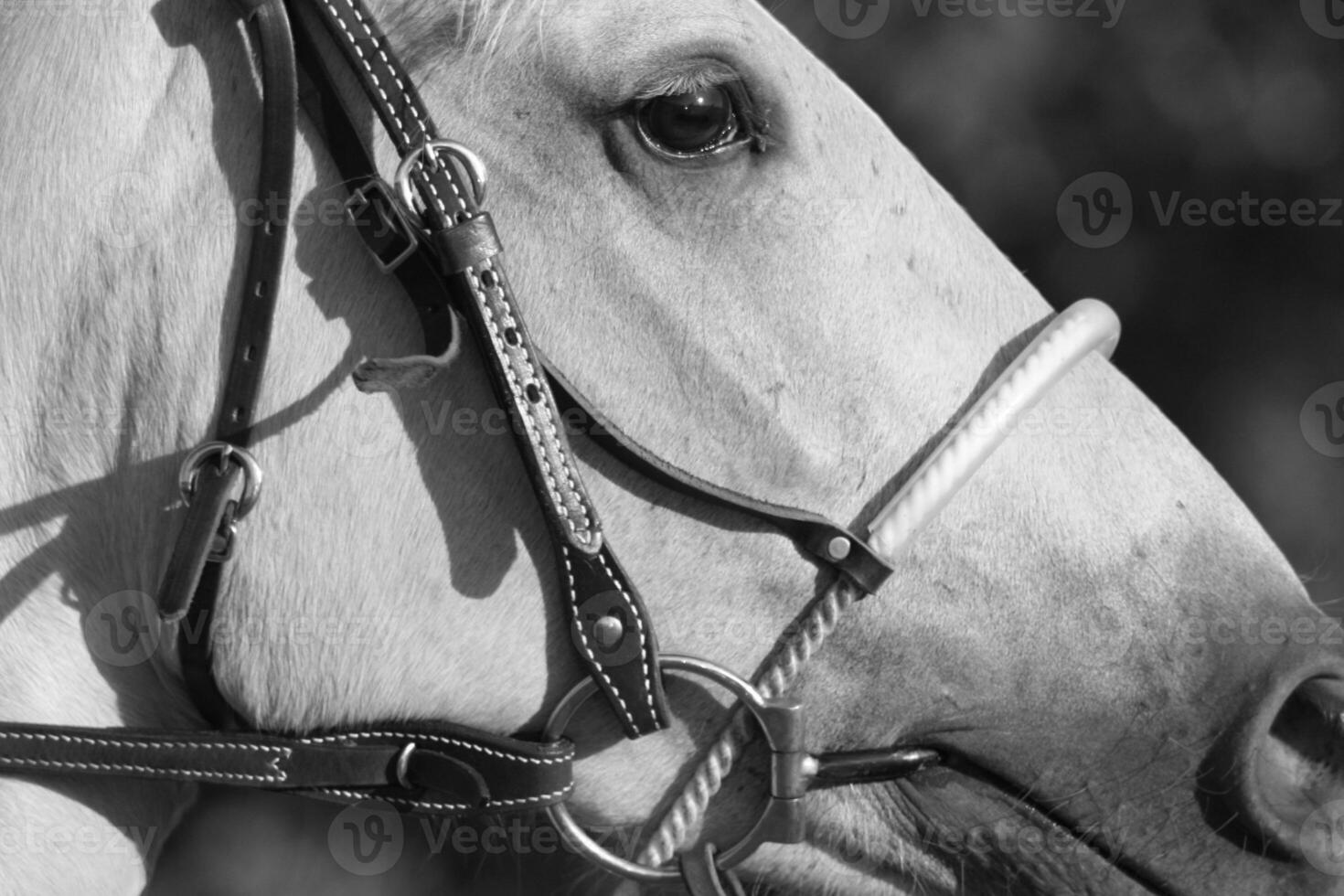 Gorgeous horse at a farm close view. Black and white monochrome grayscale photo