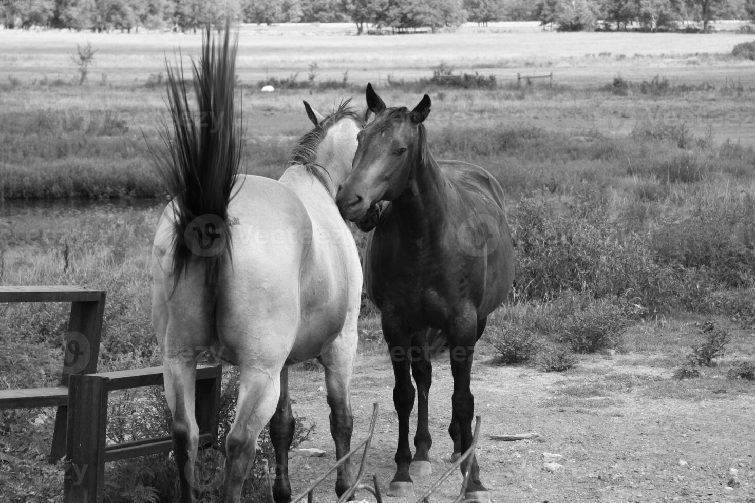 Gorgeous horse at a farm close view. Black and white monochrome grayscale photo