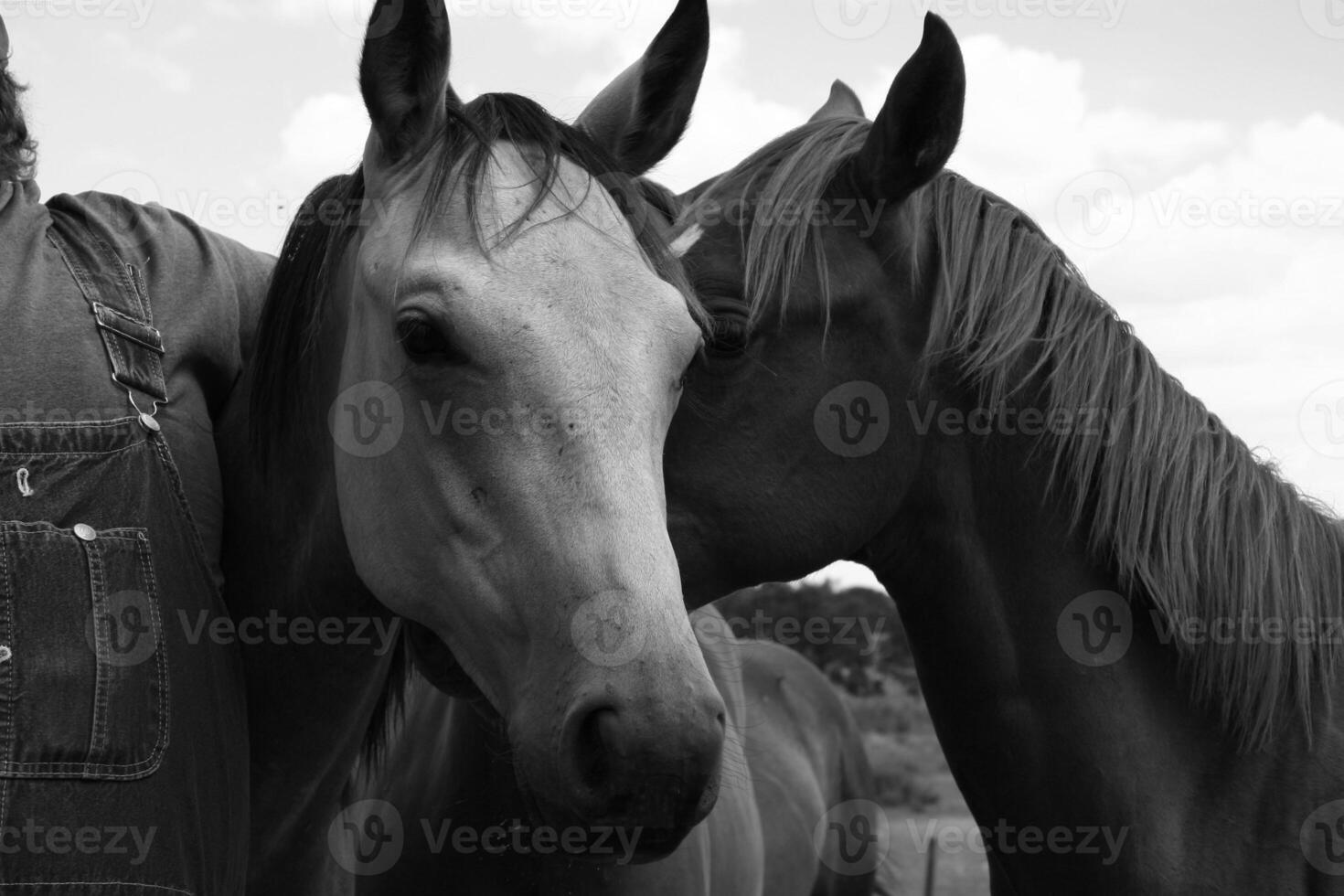 Gorgeous horse at a farm close view. Black and white monochrome grayscale photo