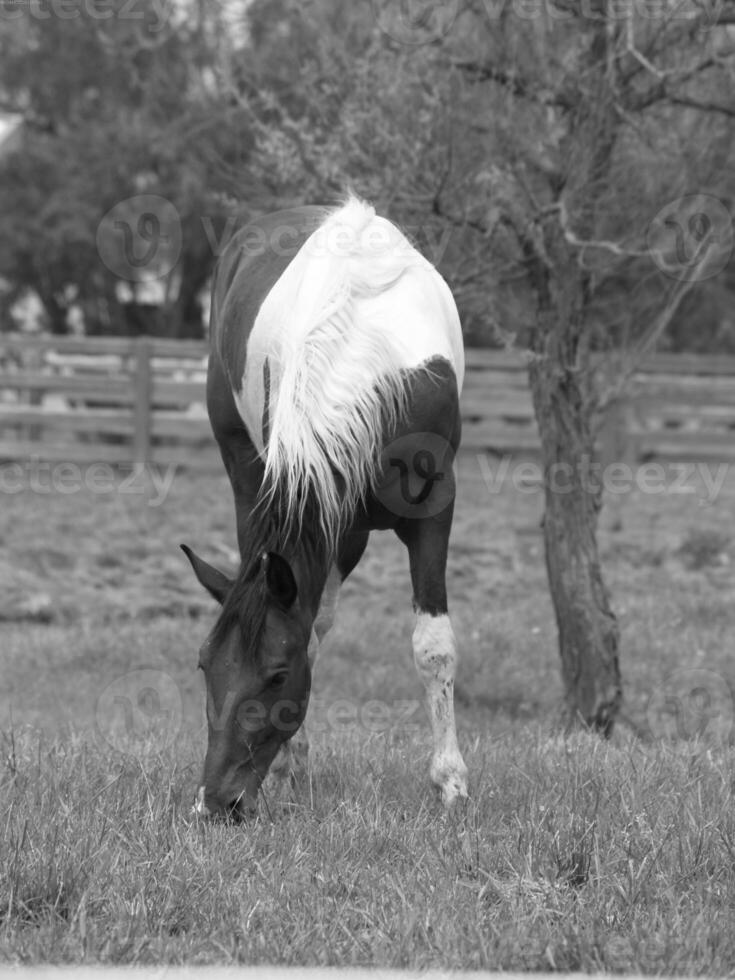 Gorgeous horse at a farm close view. Black and white monochrome grayscale photo