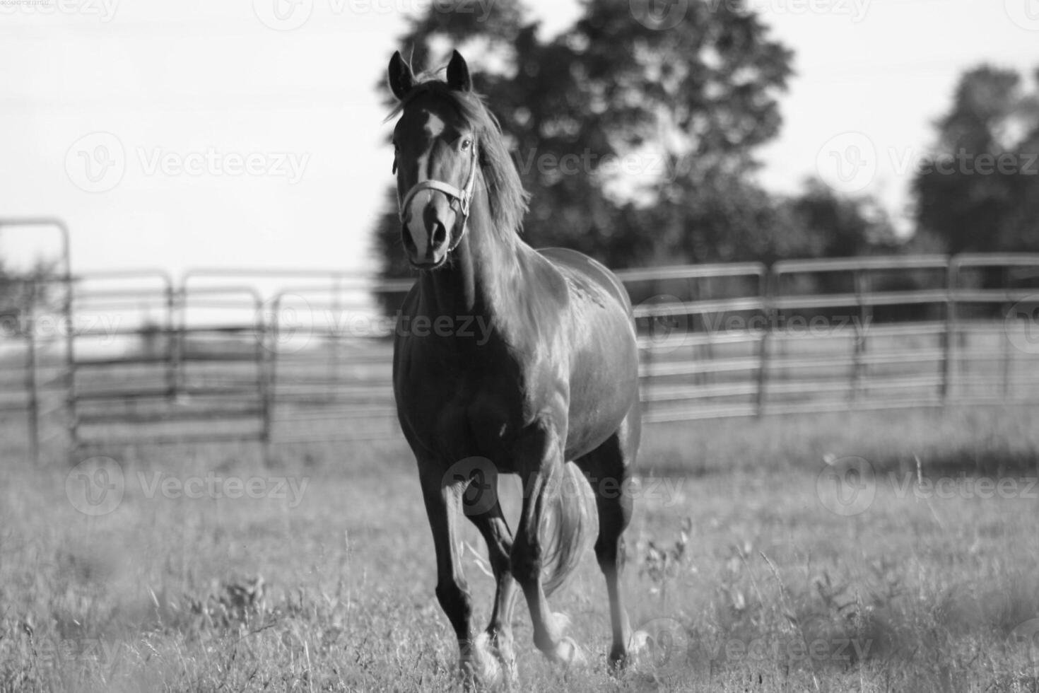 Gorgeous horse at a farm close view. Black and white monochrome grayscale photo