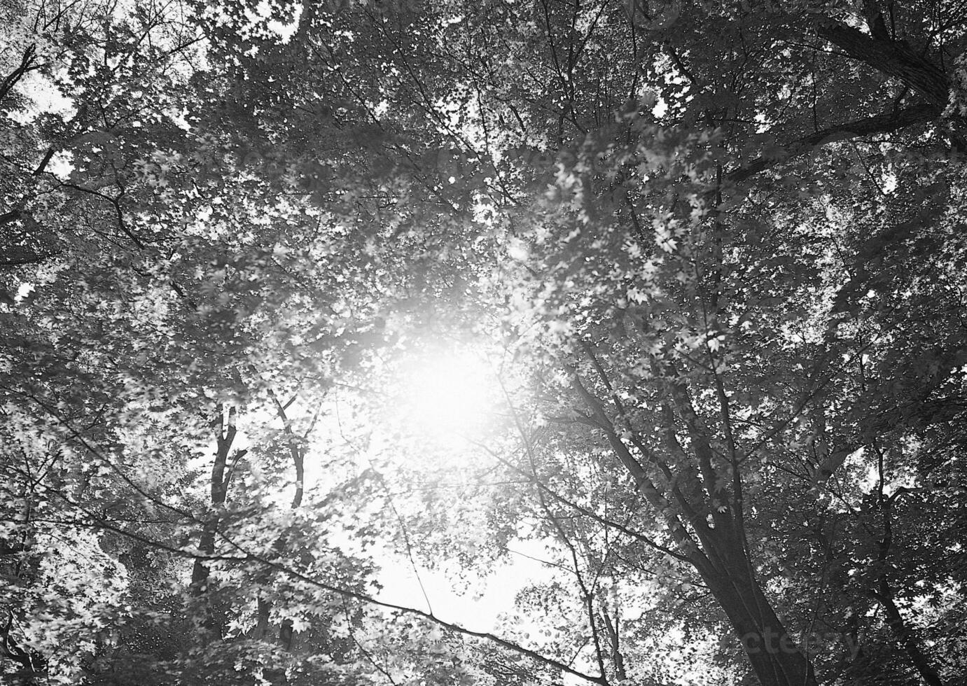 Tranquil Nature Scene Featuring Deciduous Trees Under a Vast Sky photo