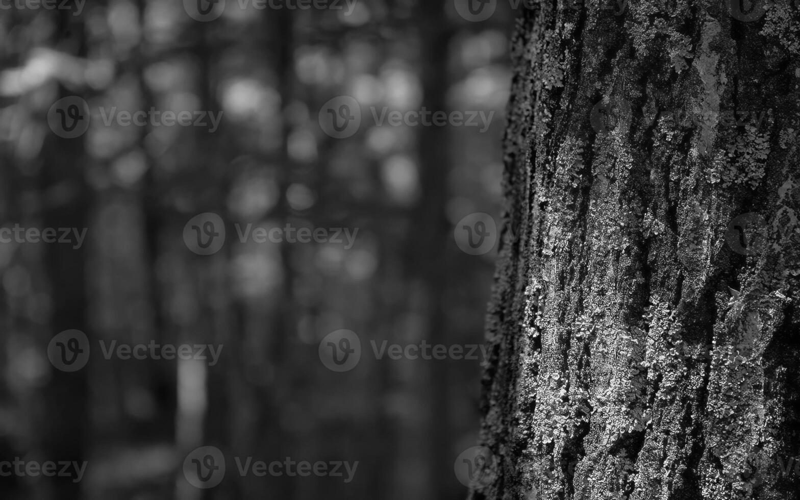 Tranquil Deciduous Forest Scene Featuring Rich Brown Tones and Lush Grassland photo
