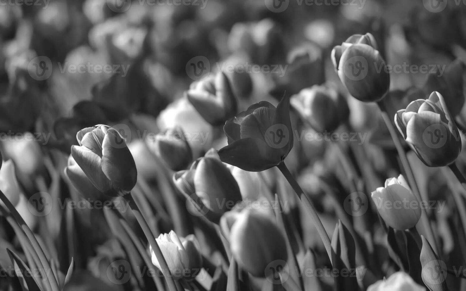 Vibrant Meadow Blooms A Study of Flowering Plants in Natural Landscapes photo