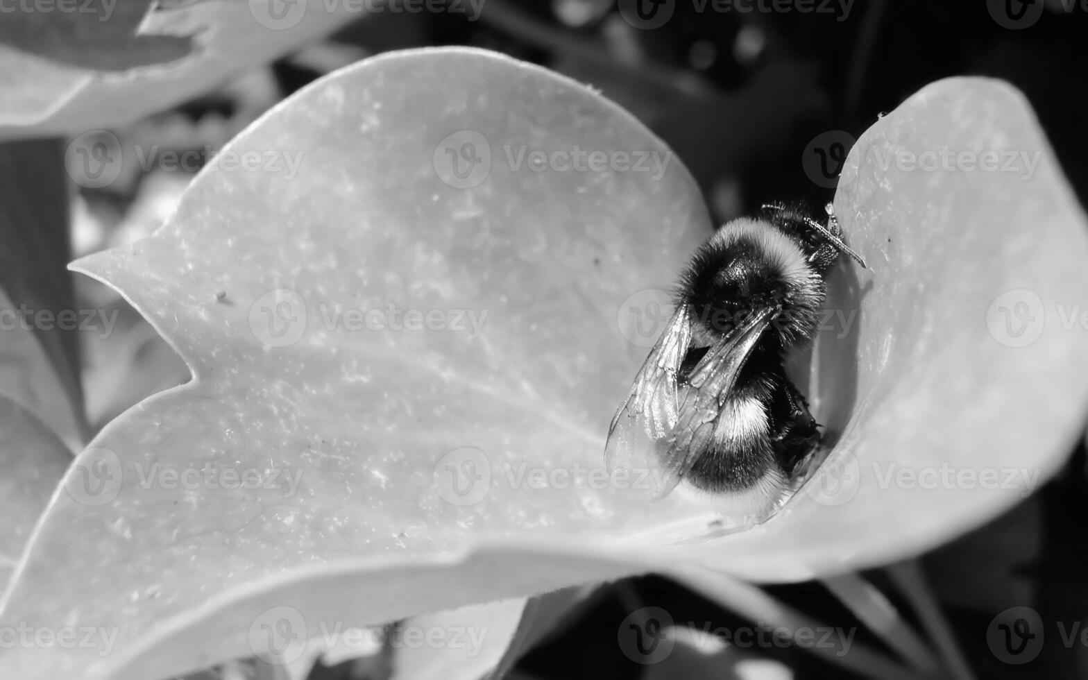 A Close-Up of a Vibrant Pollinator Insect on a Leaf of a Flowering Plant photo