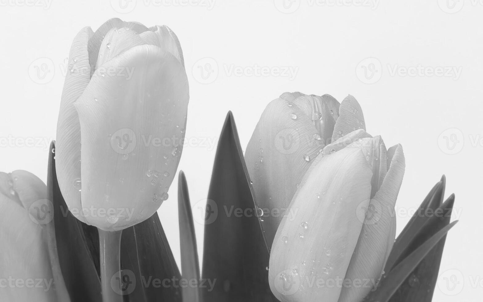 Delicate Pink Flower with Moisture-Drenched Petals in Close-Up View photo
