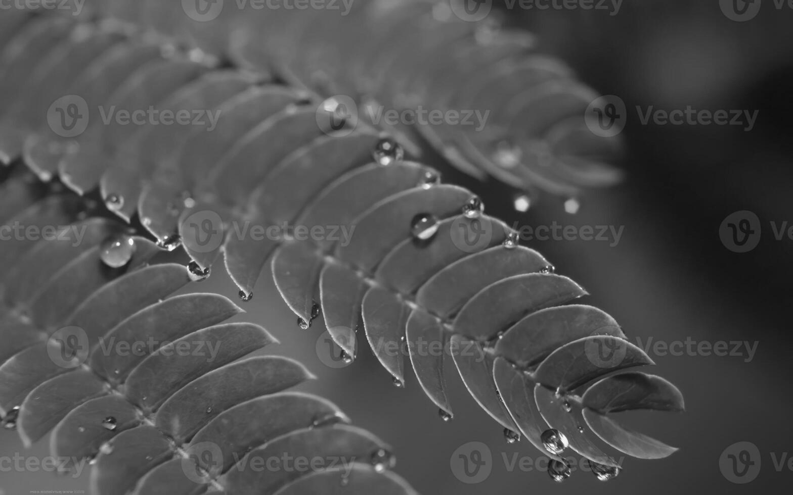 Delicate Details Close-Up of a Flowering Terrestrial Plant with Intricate Patterns on Its Stem photo