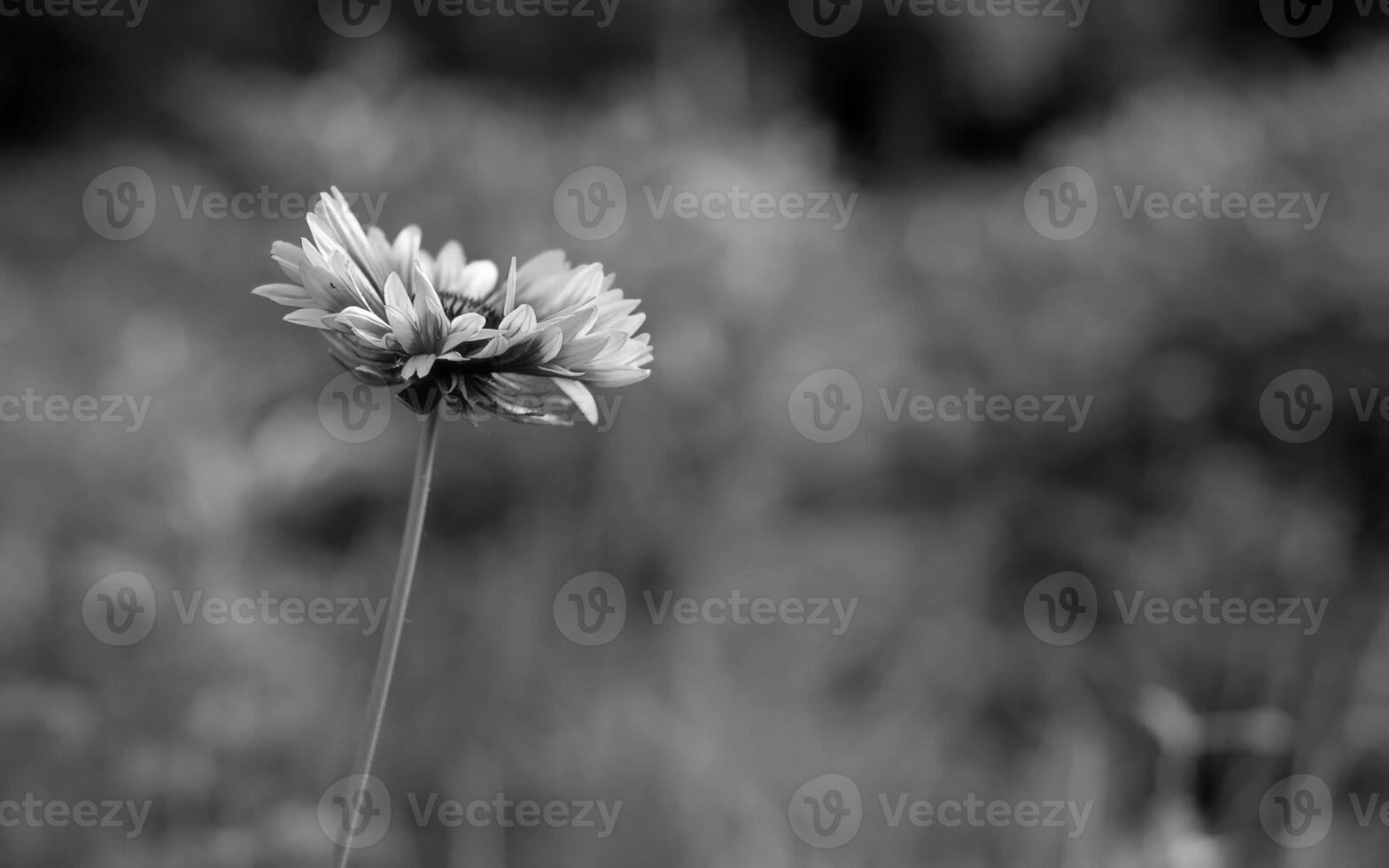 Vibrant Floral Close-Up A Macro Perspective of a Flowering Plant in Its Natural Habitat photo