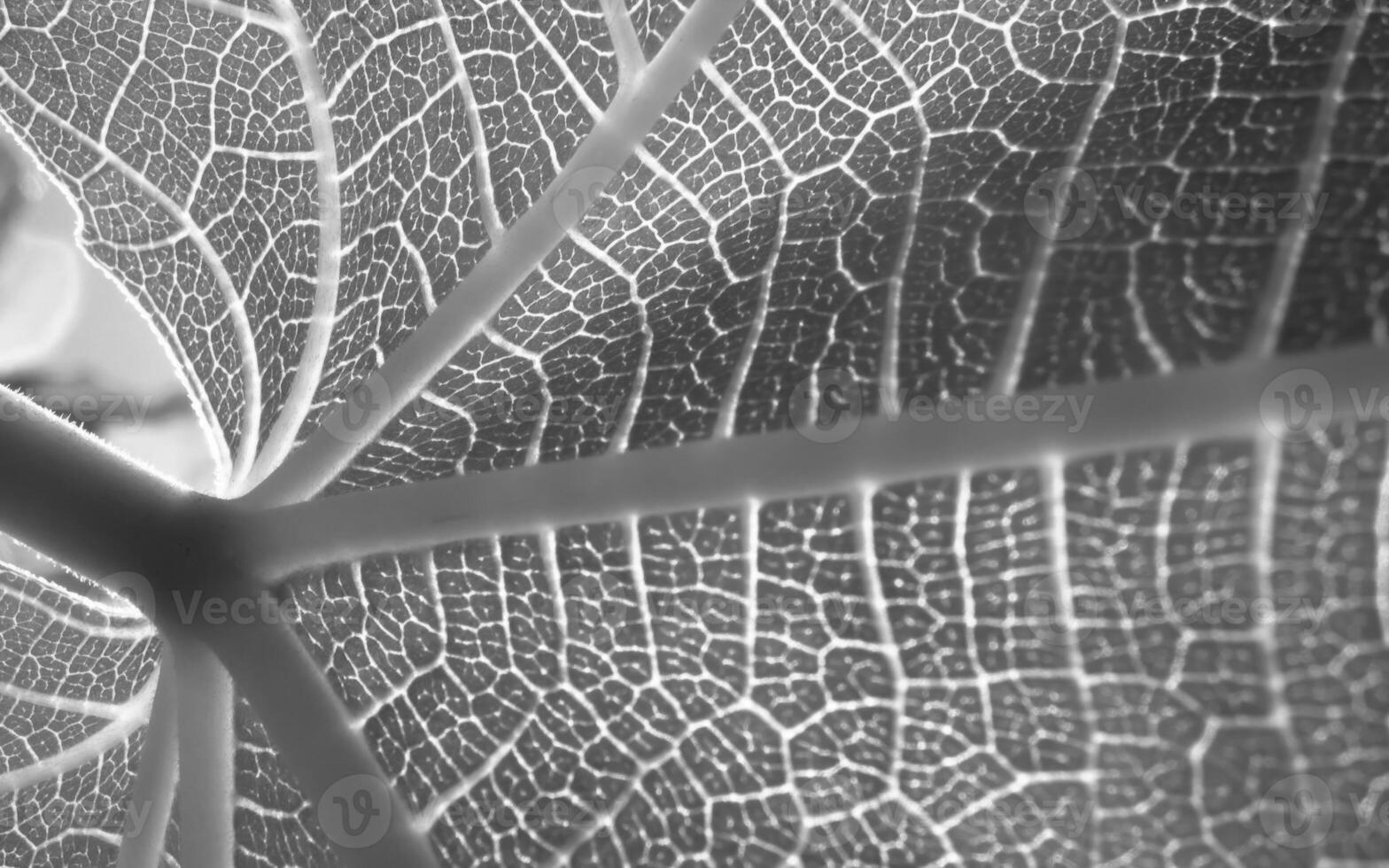 Intricate Symmetry of a Green Leaf A Close-Up in Macro Photography photo