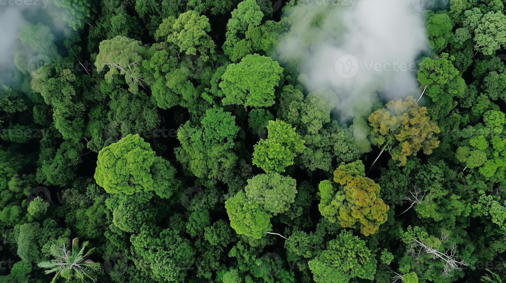Lush green rainforest canopy viewed from above with fog drifting through trees in a natural paradise photo