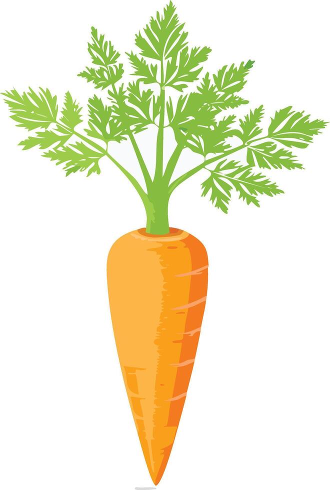 fresh and beautiful carrot vector
