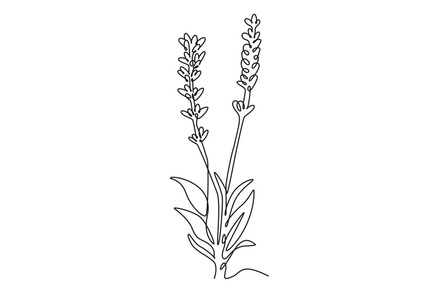 Printable decorative lavender flower for invitation card vector