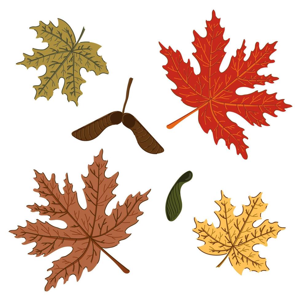 maple leaves and pod colorful autumn set. Forest fall plant vector
