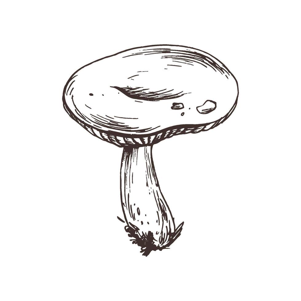 Russula mushroom with stems and bits of earth on them. Line art graphic hand drawn brown ink monochrome. Isolated EPS element illustration vector