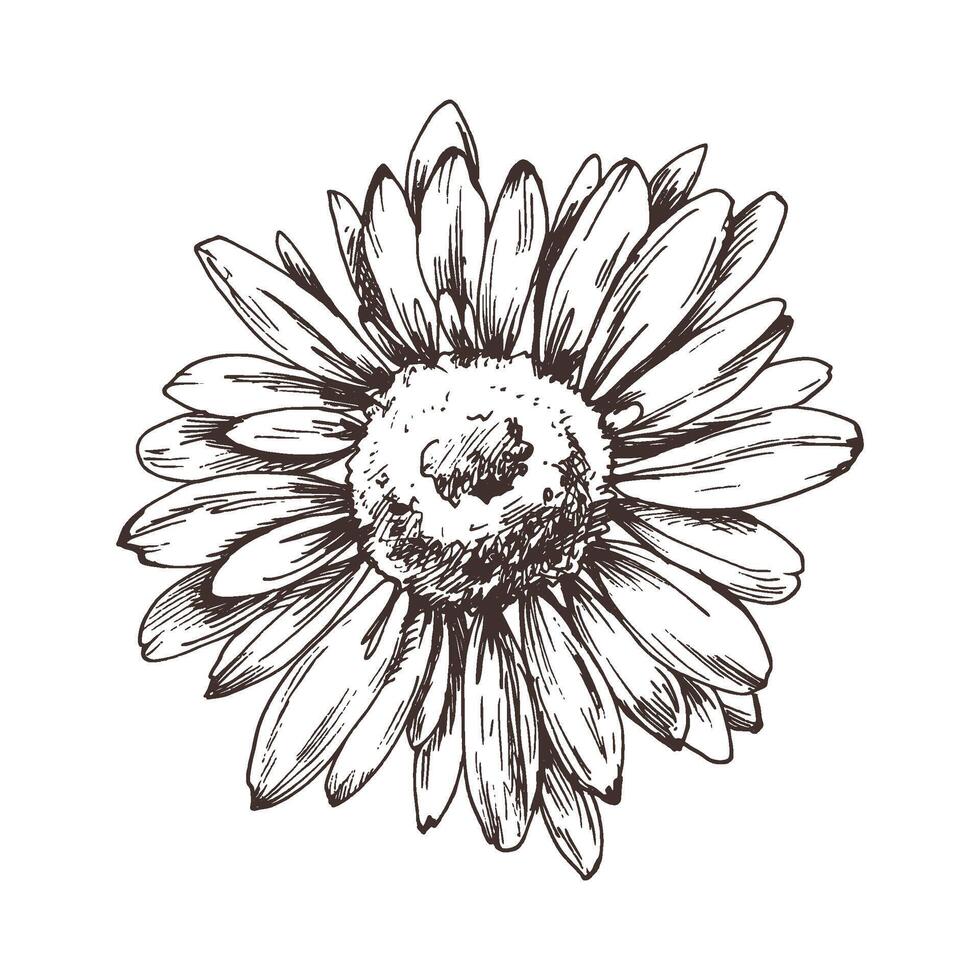 Autumn garden flowers rudbeckia single object. Line art graphic hand drawn brown ink monochrome. Isolated EPS element illustration vector