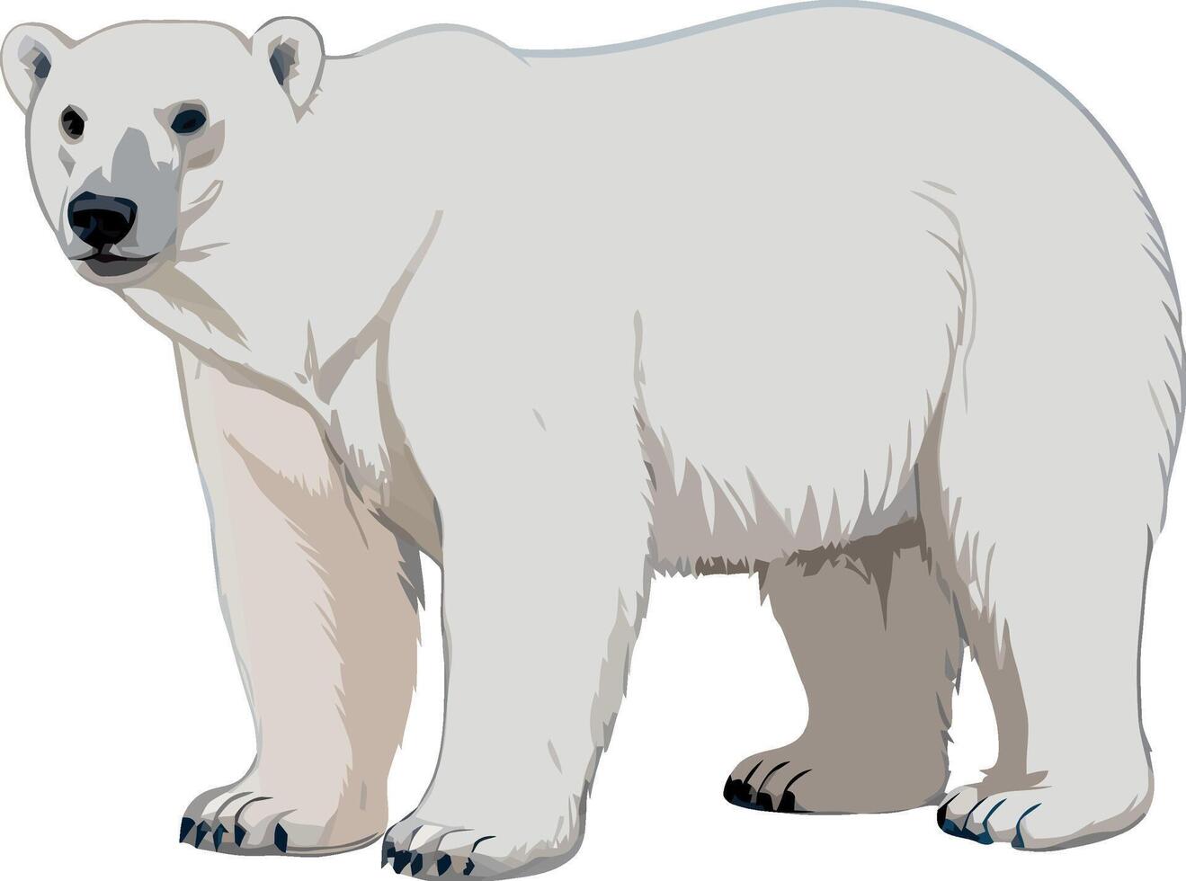 Polar bear clip art illustration vector