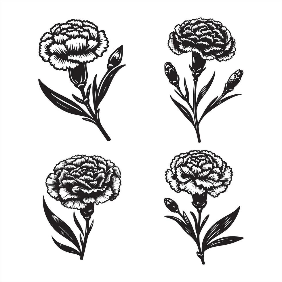 The Romance of Carnation vector