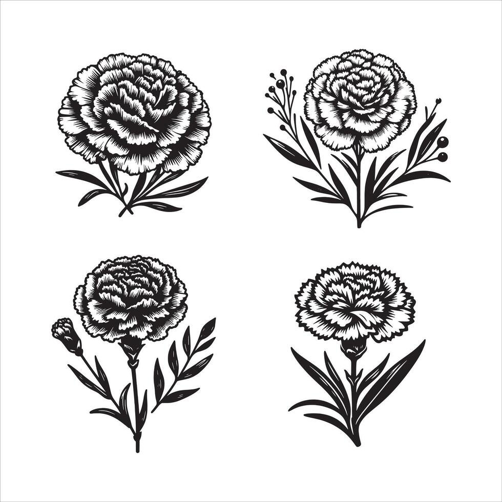 Carnations in Full Bloom vector