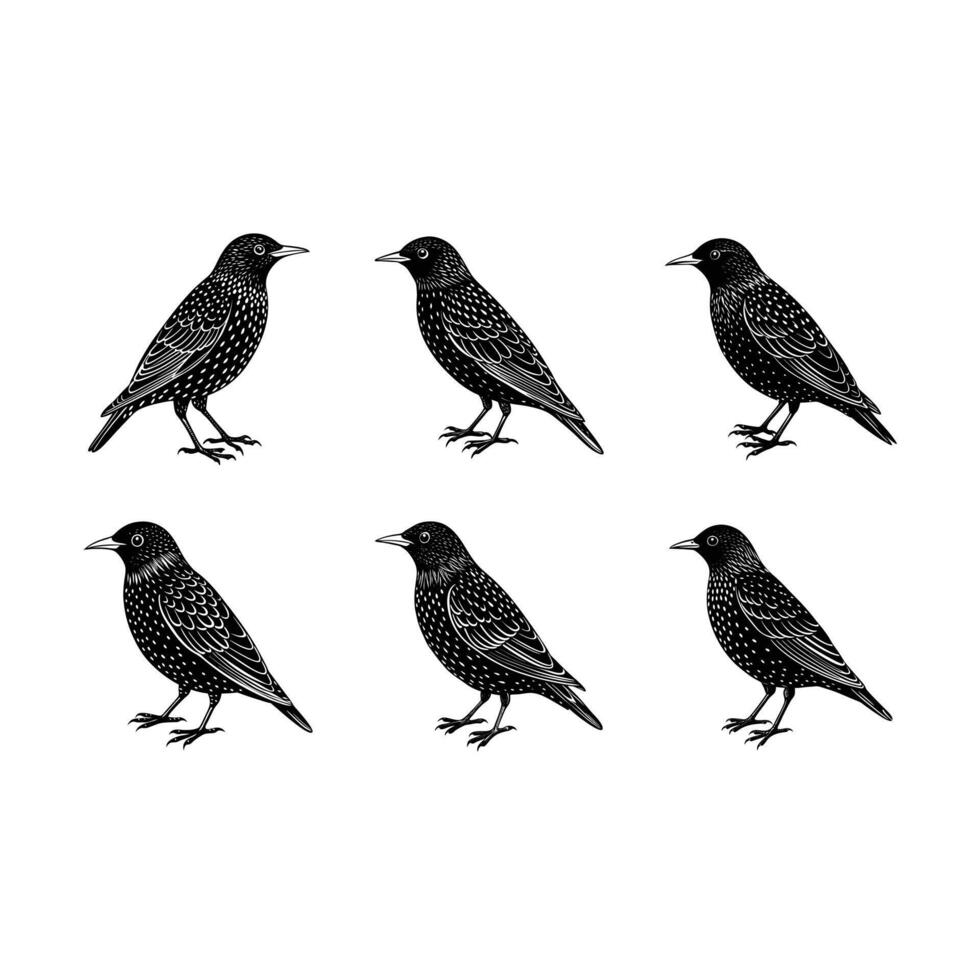 Shearwater Graphic Design File - High Quality and Customizable vector