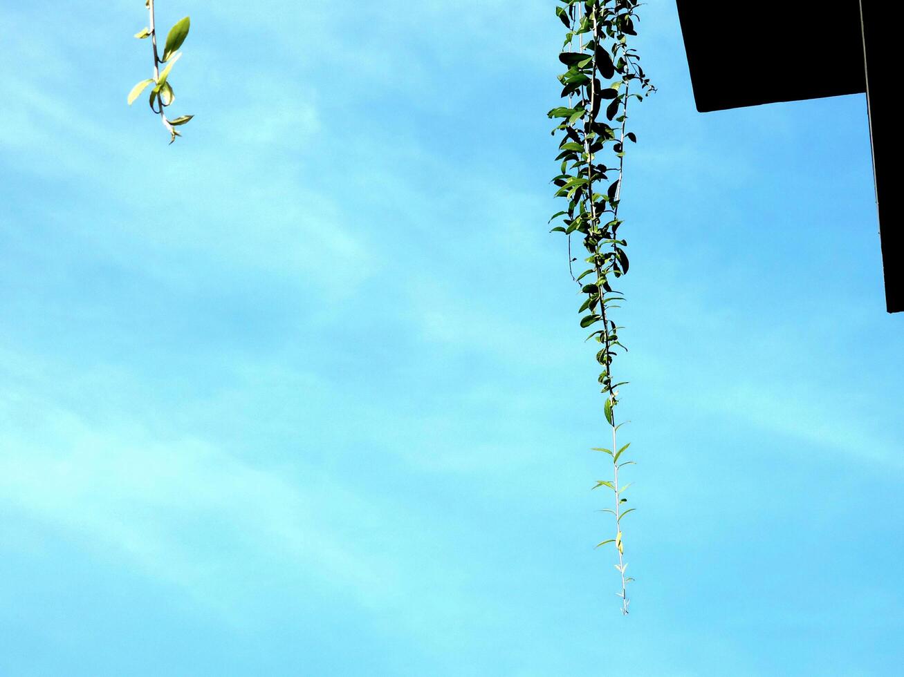 Background of sky and tree or leaf, viewed from the bottom up photo
