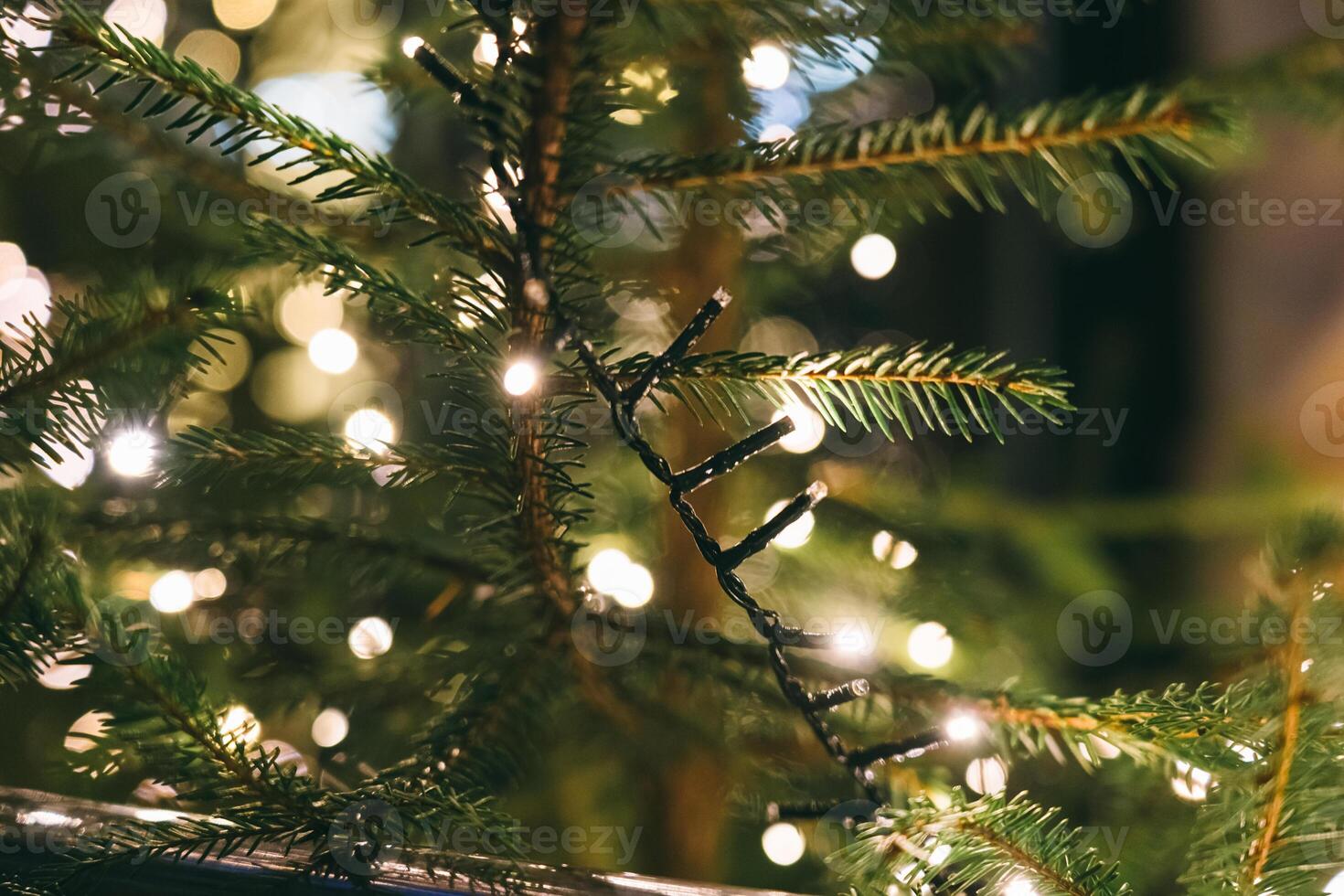 Christmas tree in close-up. Garland on the branches of a fir tree photo