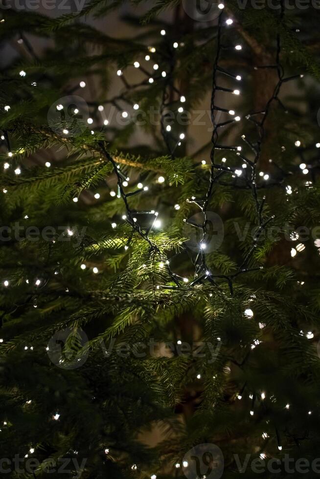 Christmas tree in close-up. Garland on the branches of a fir tree photo