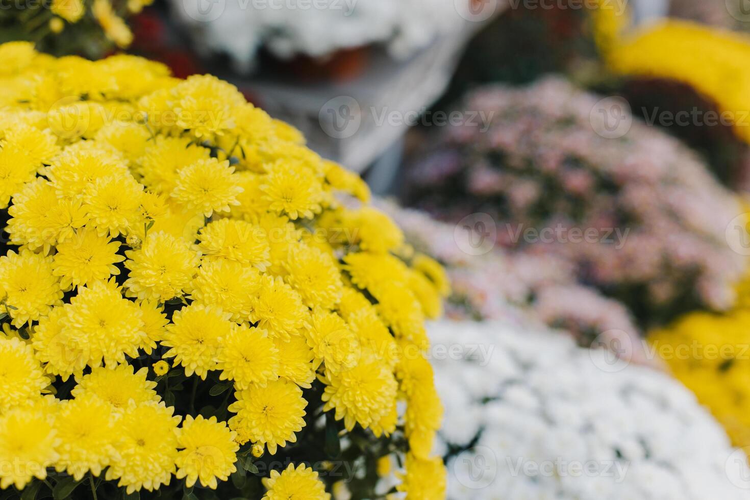 Beautiful yellow Chrysanthemum flowers with a flower shop on a background. Close up. photo
