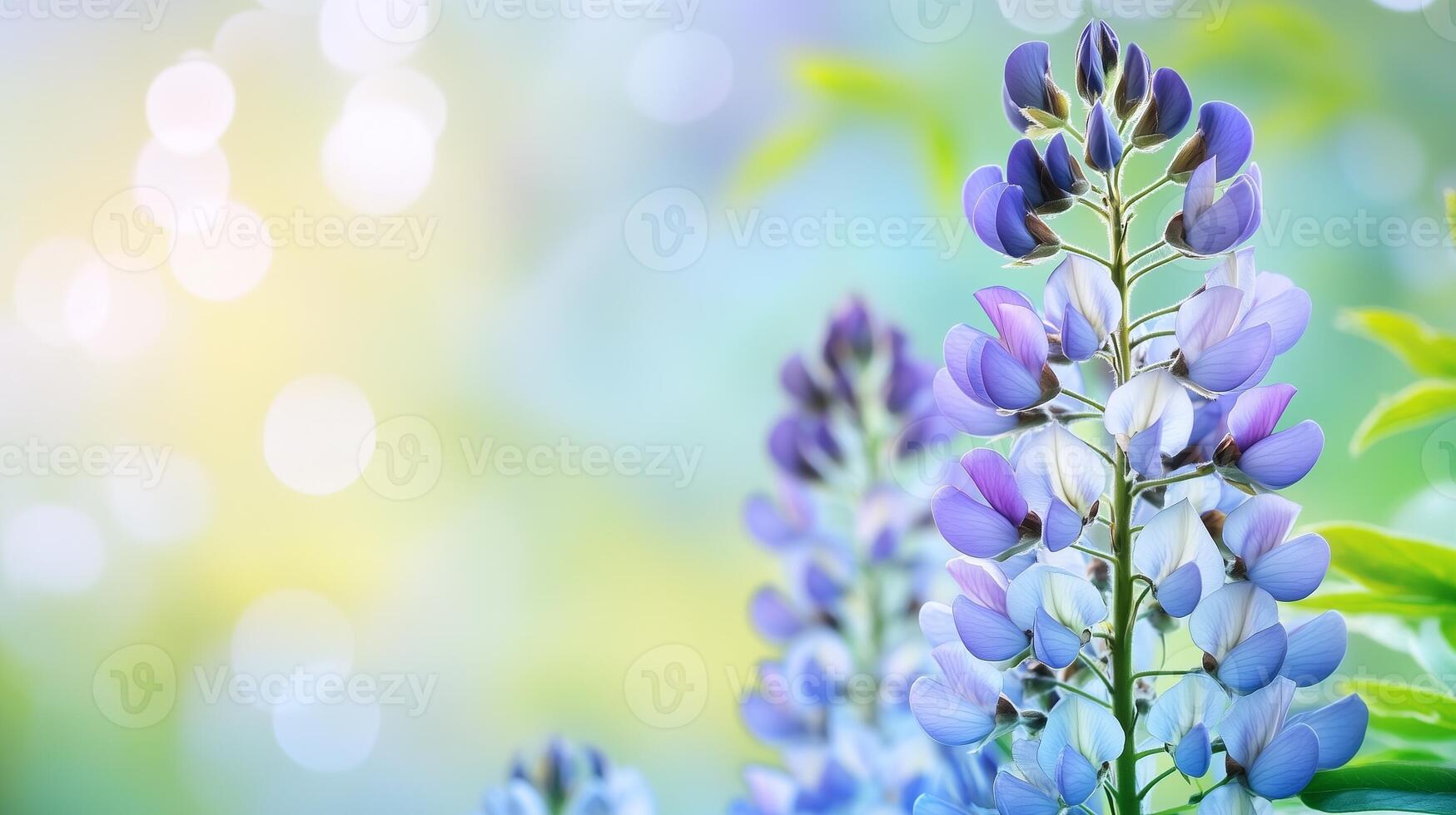 Wisteria blue beauty flower vibrant sun light nature blurred background photo