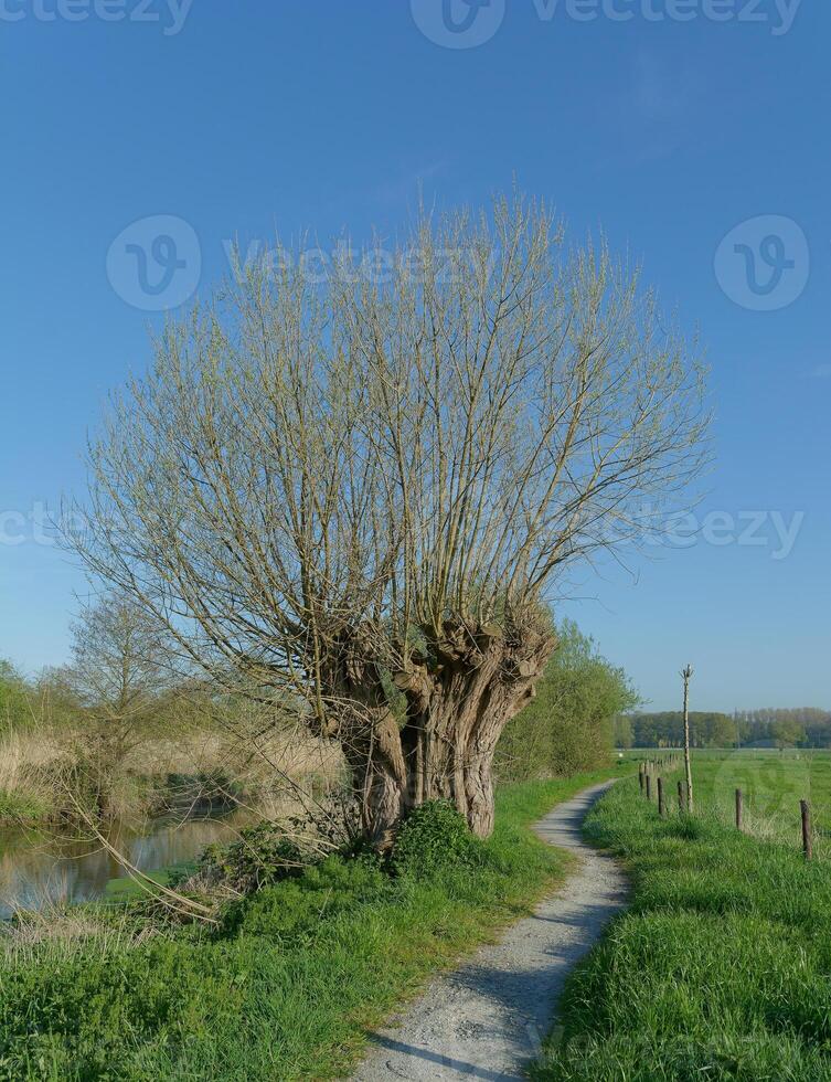 traditional pollard willow resp.Salix at Niers River in Niersaue Nature Reserve ,lower Rhine region,North Rhine Westphalia,Germany photo