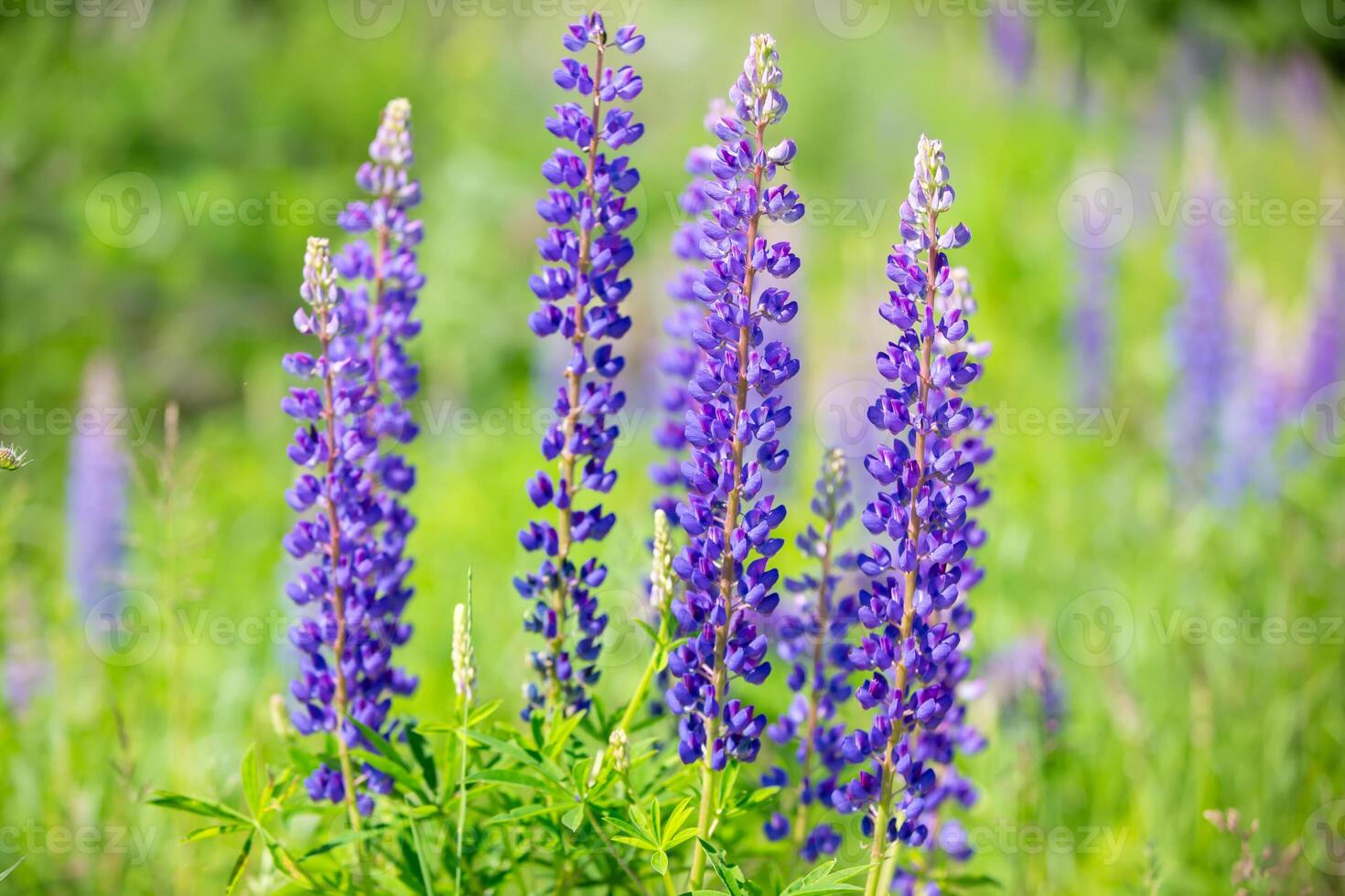 Purple bouquet of lupins flowers grow in the meadow. photo