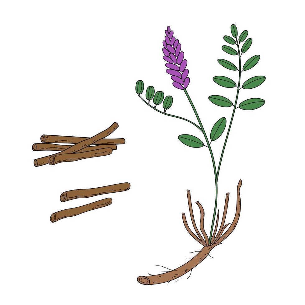 Coloured illustration of Licorice herbaceous plant and dry roots. Hand drawn botanical illustration of medical aromatic sticks and a branch Glycyrrhiza echinata. Design element for logo, sign vector