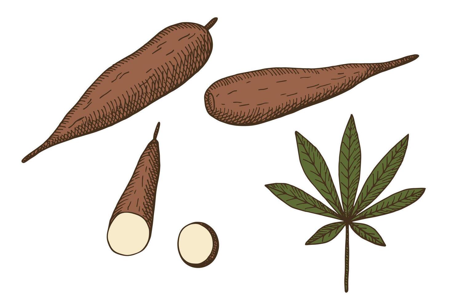 Coloured set with Cassava vegetable on isolated background. Hand drawn engraved tubers and leaves of tropical plant Manihot esculenta. Food illustration for label, logo, card, wrapping, sign vector