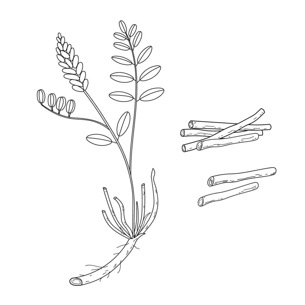 Illustration of Licorice herbaceous plant and dry roots. Hand drawn botanical illustration of medical aromatic sticks and a branch Glycyrrhiza echinata. Design element for logo, print, sign vector