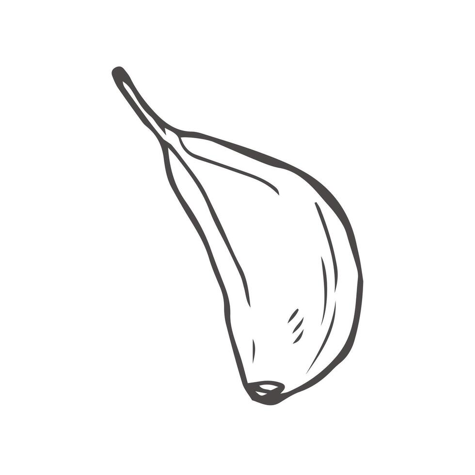 Garlic doodle sketch set in . Garlic clove vector