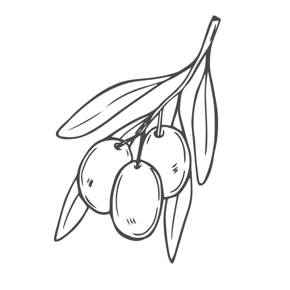 Olive branch hand drawn sketch in doodle style isolated on white background. vector